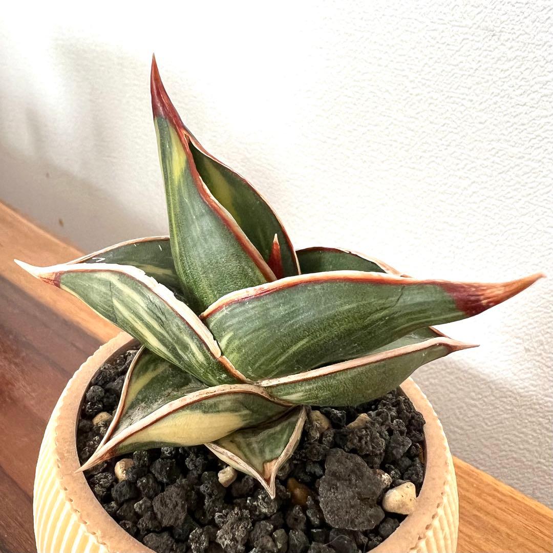 ロリダ　サンスベリア　斑入り