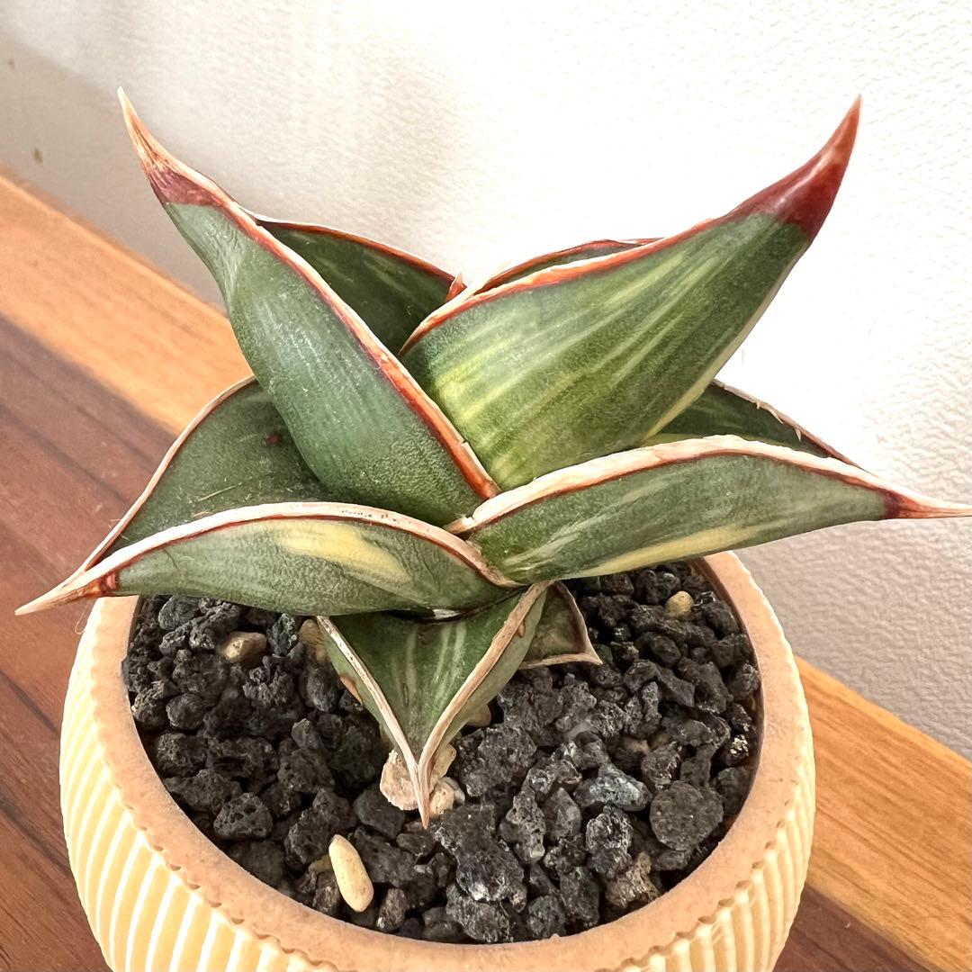 ロリダ　サンスベリア　斑入り