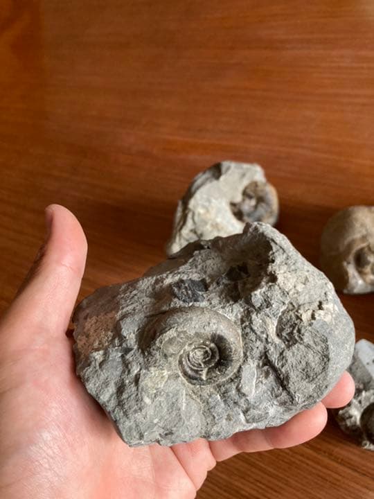 アンモナイト　化石　インテリア　家具　置物　/恐竜　夏休み　自由研究　クリスマス