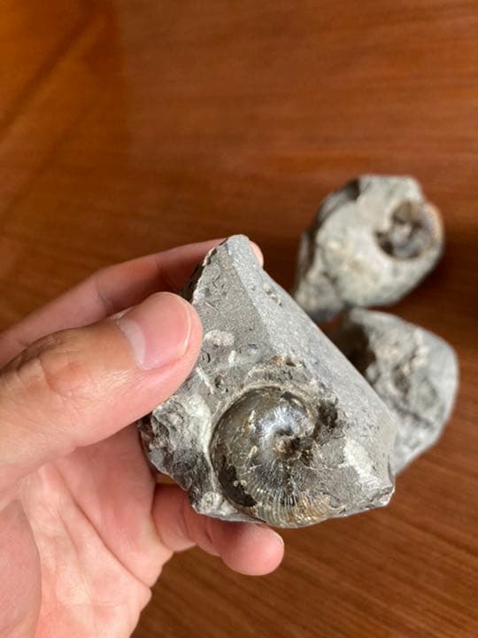 アンモナイト　化石　インテリア　家具　置物　/恐竜　夏休み　自由研究　クリスマス