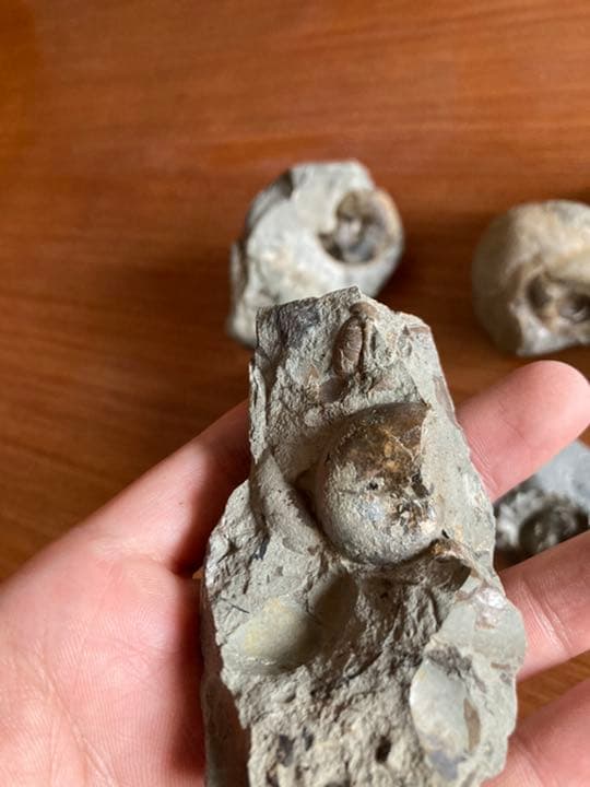 アンモナイト　化石　インテリア　家具　置物　/恐竜　夏休み　自由研究　クリスマス