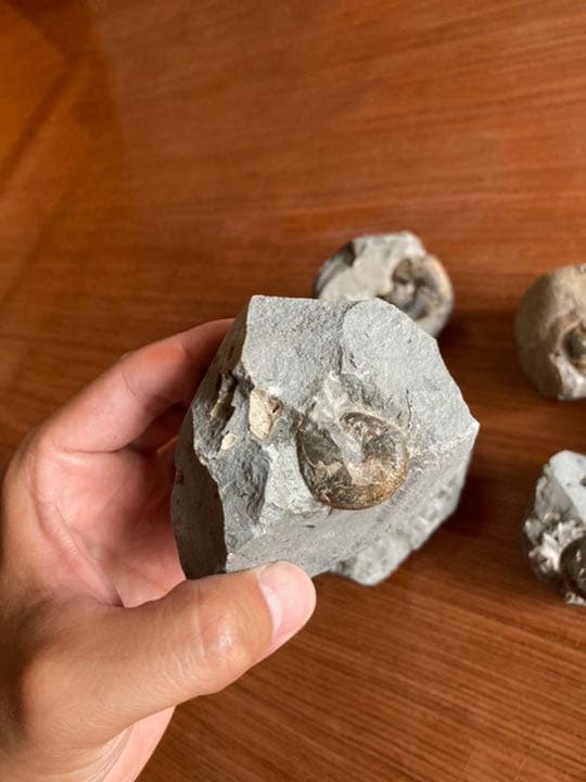 アンモナイト　化石　インテリア　家具　置物　/恐竜　夏休み　自由研究　クリスマス