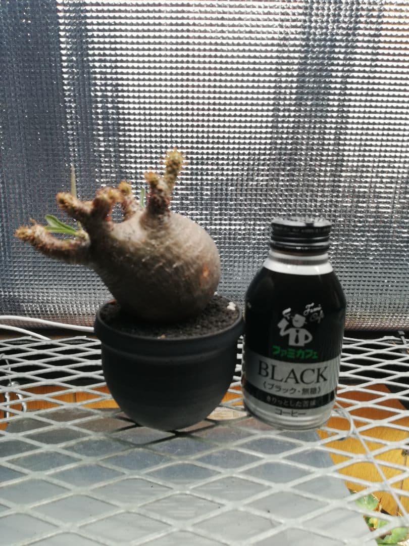 グラキリス 極小サイズ美株‼️