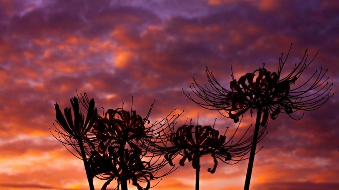 omochishop プロフ必読様　CANON　EOS　30D 広角から望遠まで