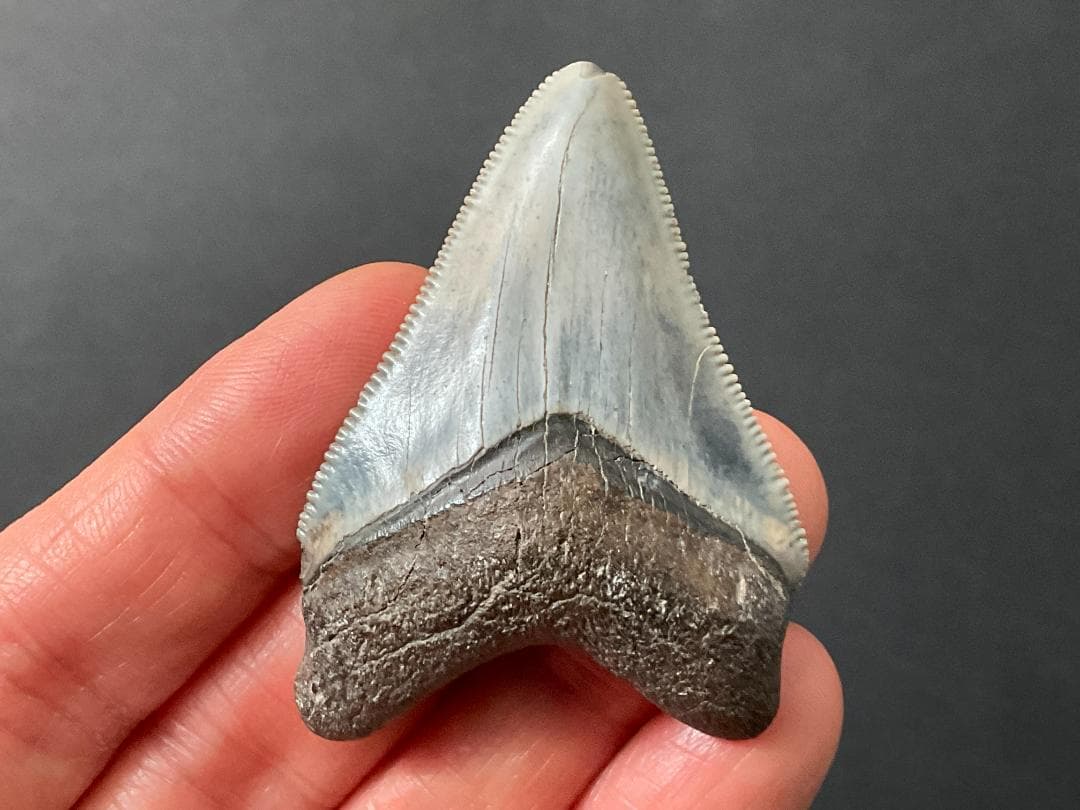 メガロドンの歯 [MG219] 化石 サメ