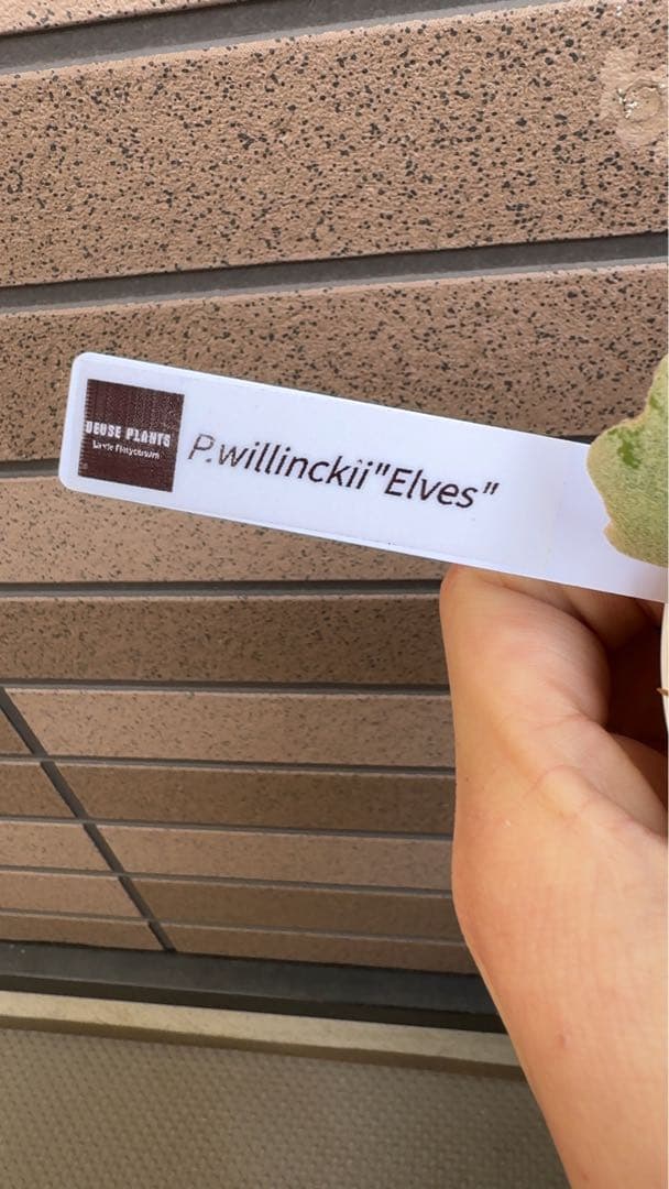 ビカクシダ P.willinckii ' Elves ' OC