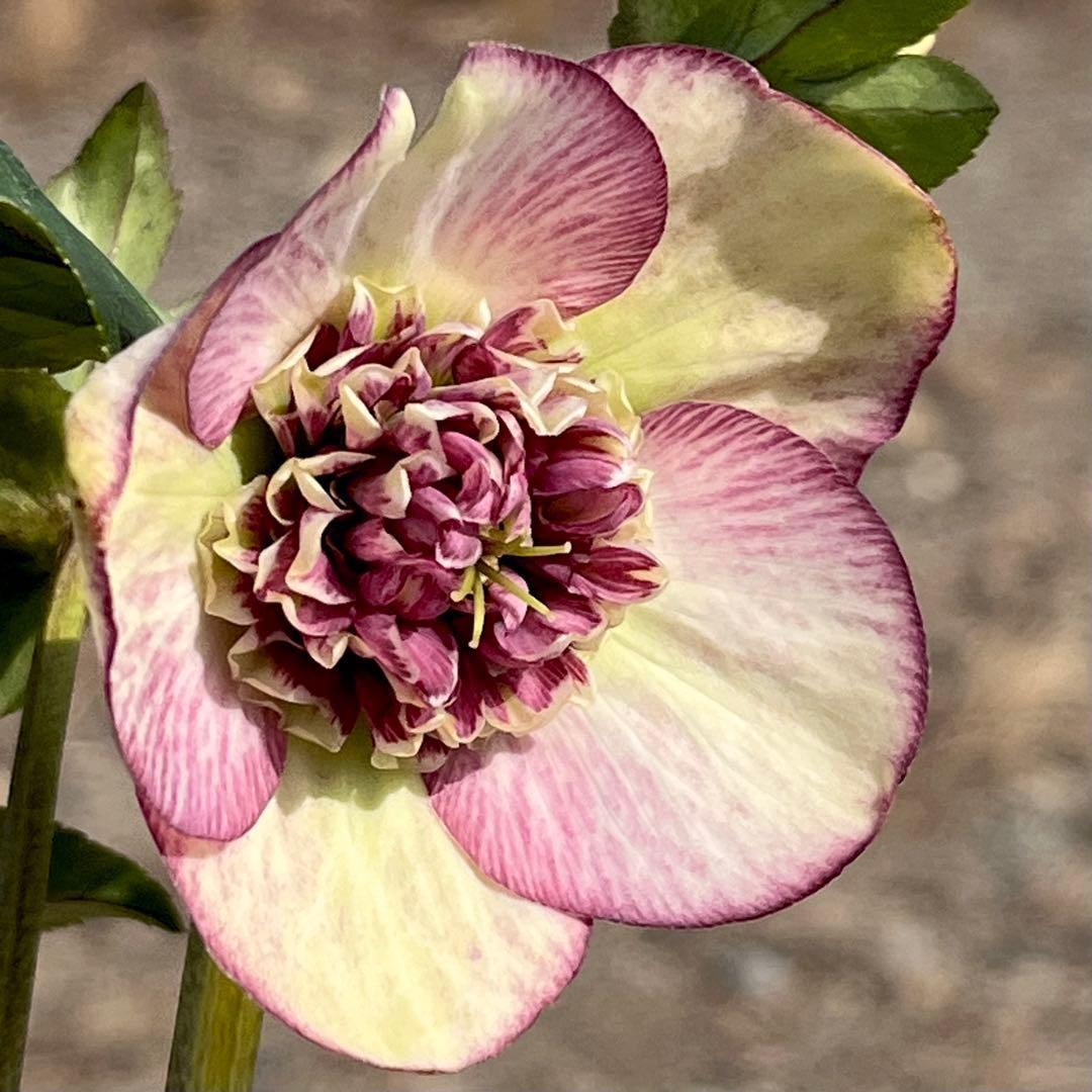 ヒ*イ様 ☘️限定1株☘️未株分け☘️蕾付き☘️3355⭐️プリマドレス⭐️色抜