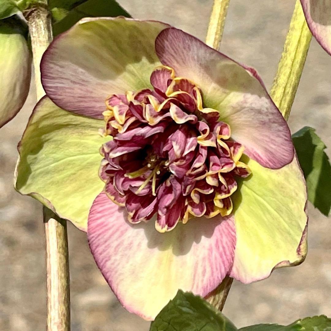 ヒ*イ様 ☘️限定1株☘️未株分け☘️蕾付き☘️3355⭐️プリマドレス⭐️色抜