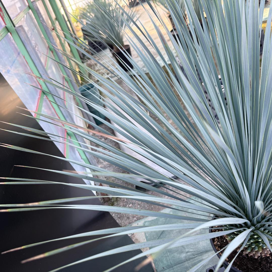 【AL1083】ユッカ　LA ALBERO　ランチョブルー　数量限定販売