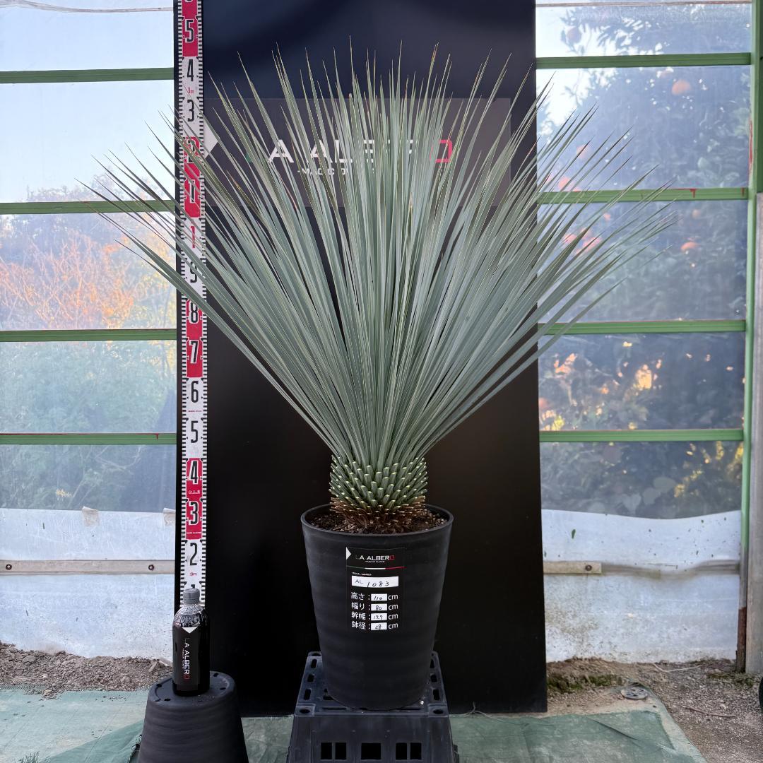 【AL1083】ユッカ　LA ALBERO　ランチョブルー　数量限定販売