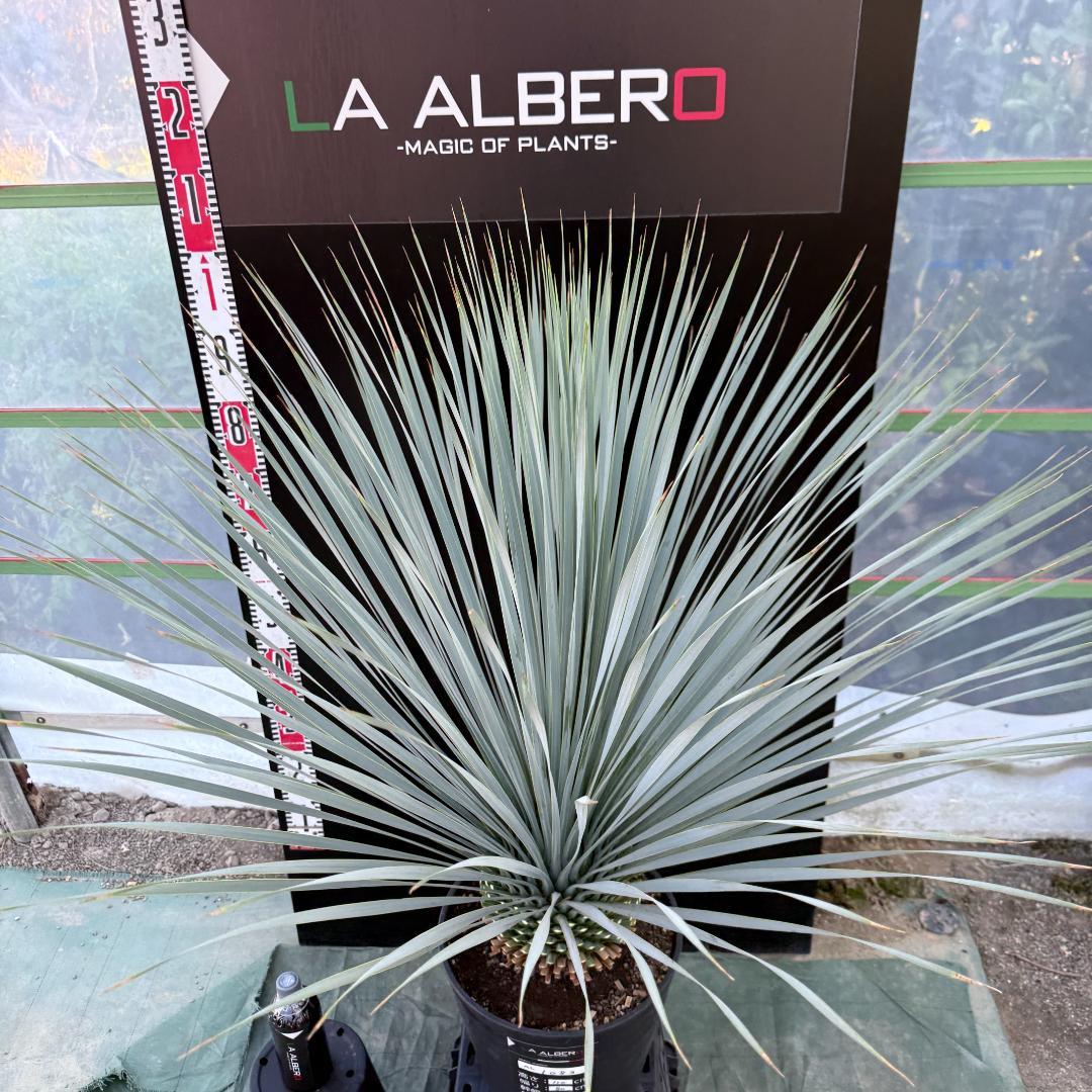 【AL1083】ユッカ　LA ALBERO　ランチョブルー　数量限定販売