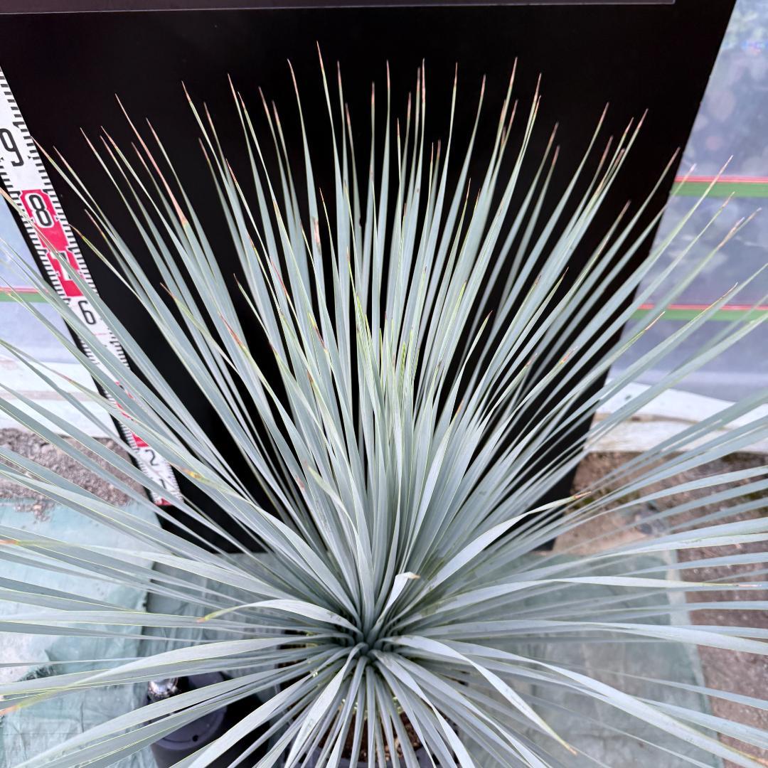 【AL1083】ユッカ　LA ALBERO　ランチョブルー　数量限定販売