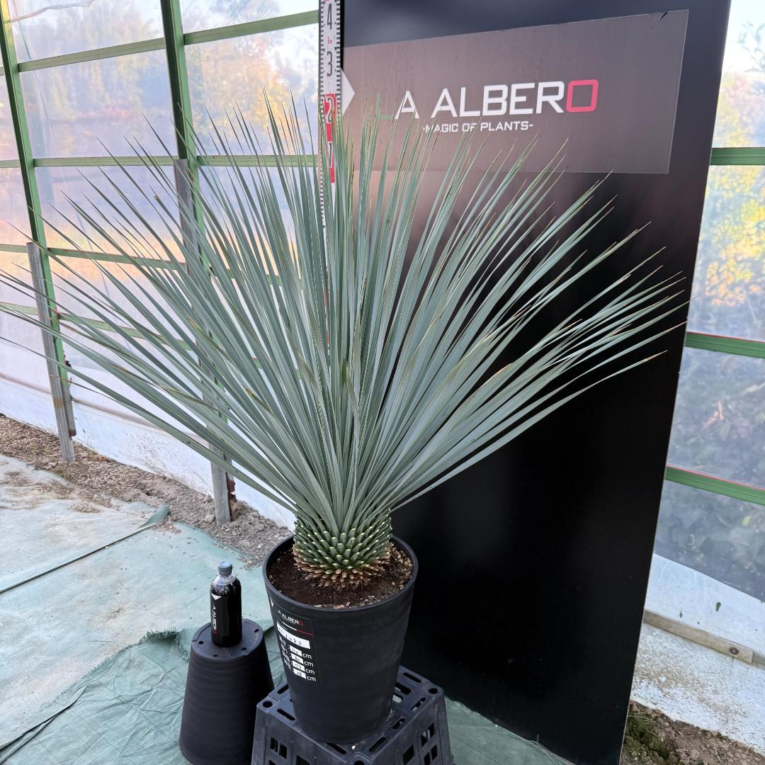 【AL1083】ユッカ　LA ALBERO　ランチョブルー　数量限定販売