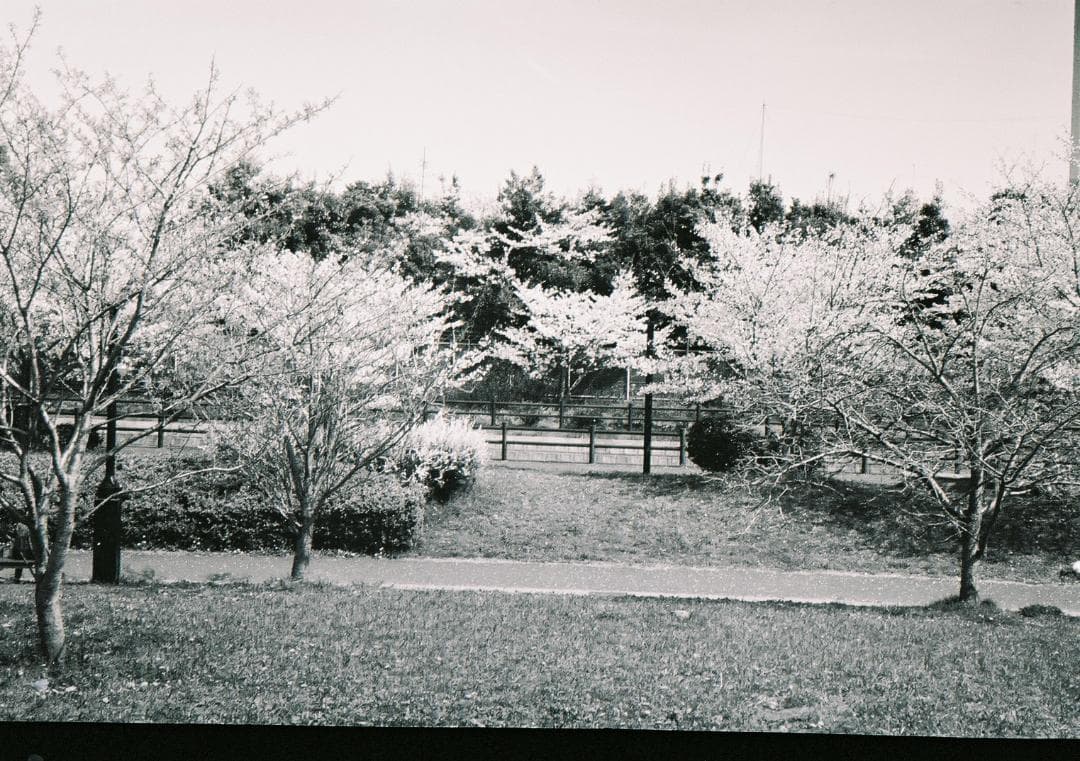 kyng / 珍品・動作品 SAMOCA 35 Ⅲ C.EZUMAR