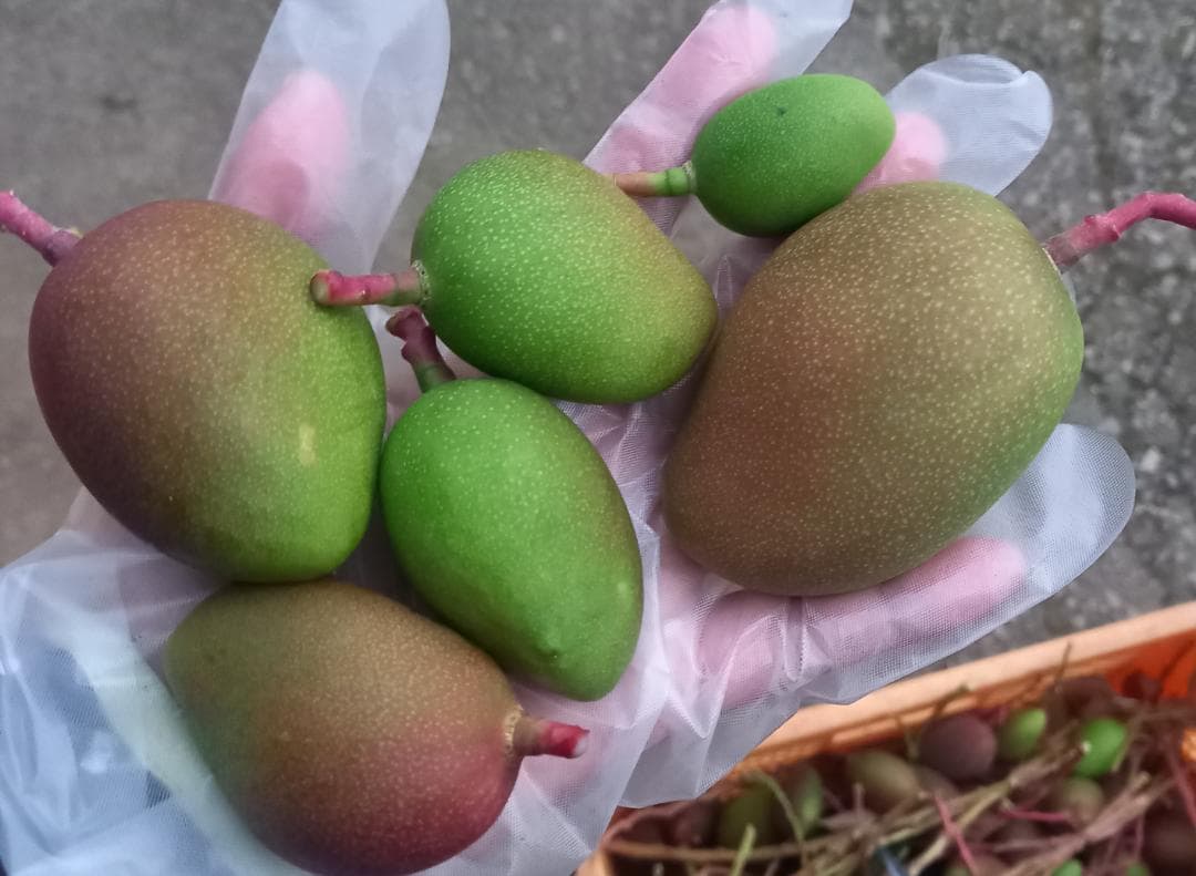 マンゴー+摘果 /16 kg including box