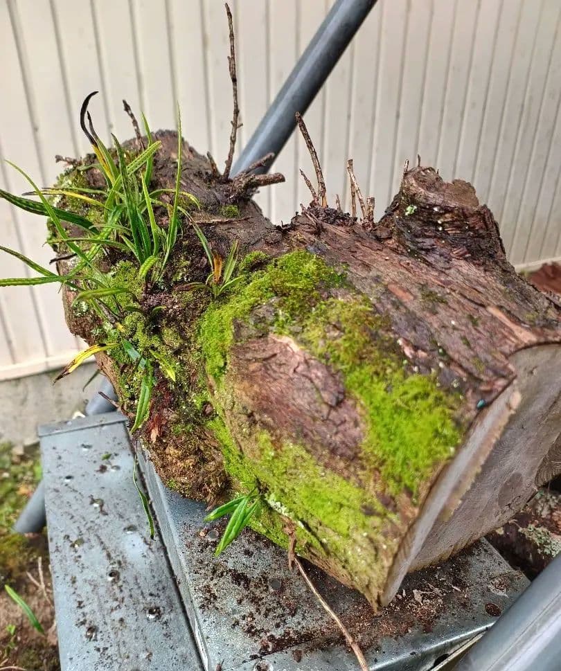 天然着生シダ 木の幹付き 　直径約24cm　長さ60cm