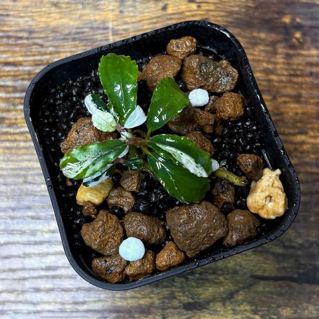 Bucephalandra sp. Variegata Hn:福袋CAKUMI