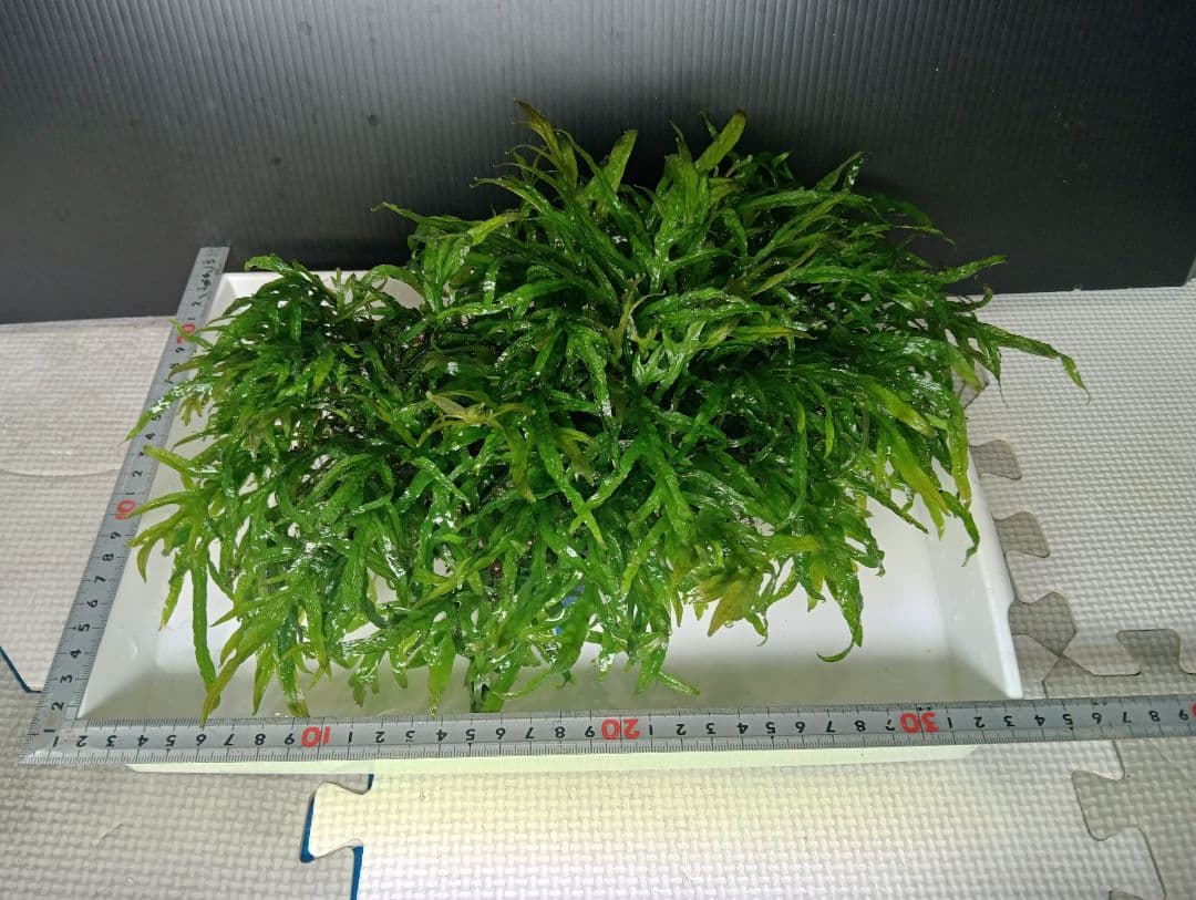 KEISUKEさま専用　サラワクカピット　ナナミニ　２点セット