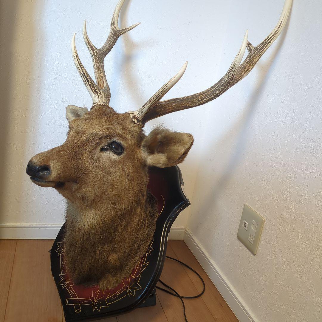 エゾシカのはく製