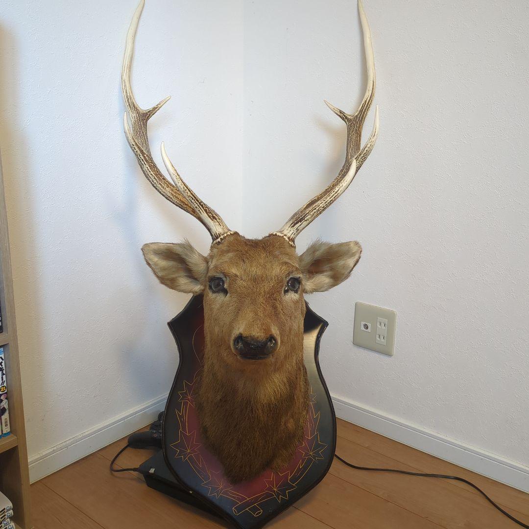 エゾシカのはく製