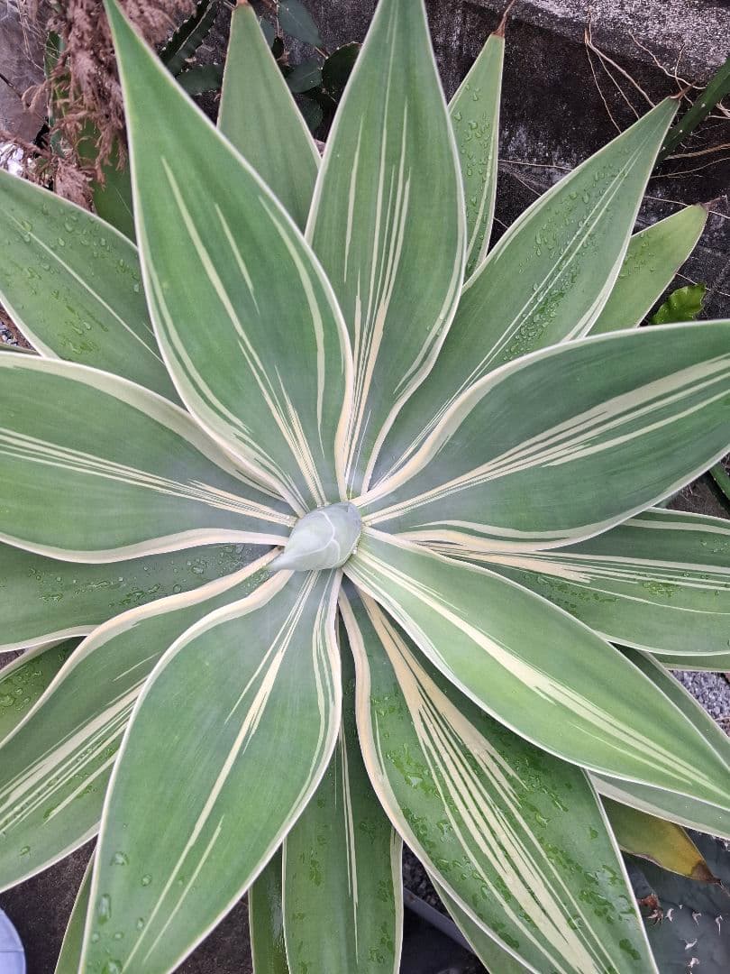 K*a様 アテナータ　レイオブライト　レアな中斑