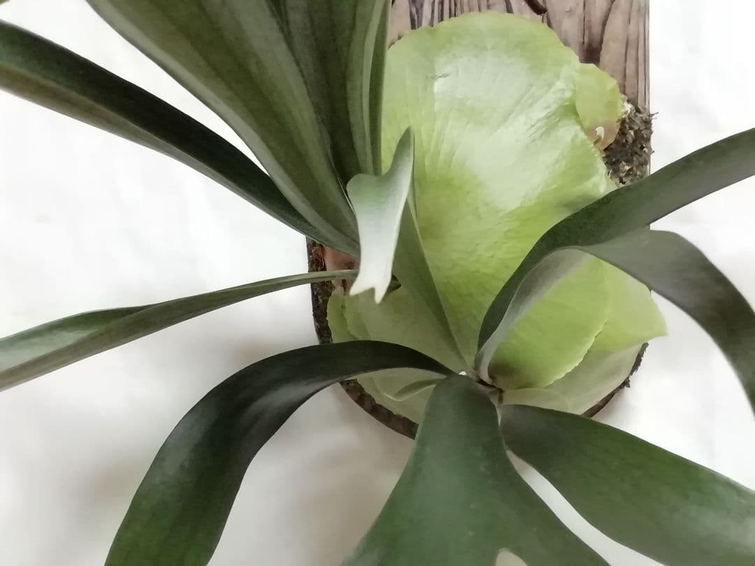 【希少株】P. bifurcatum オールドタイプ 育成超簡単　大株