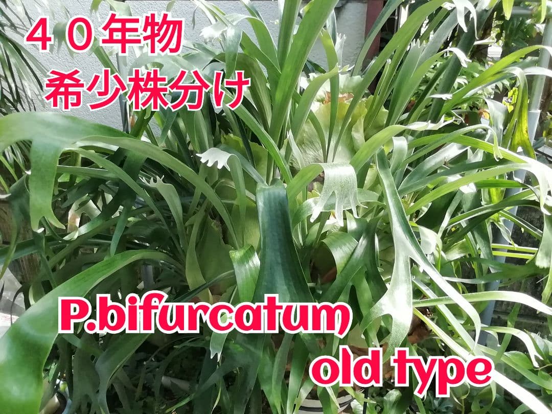 【希少株】P. bifurcatum オールドタイプ 育成超簡単　大株