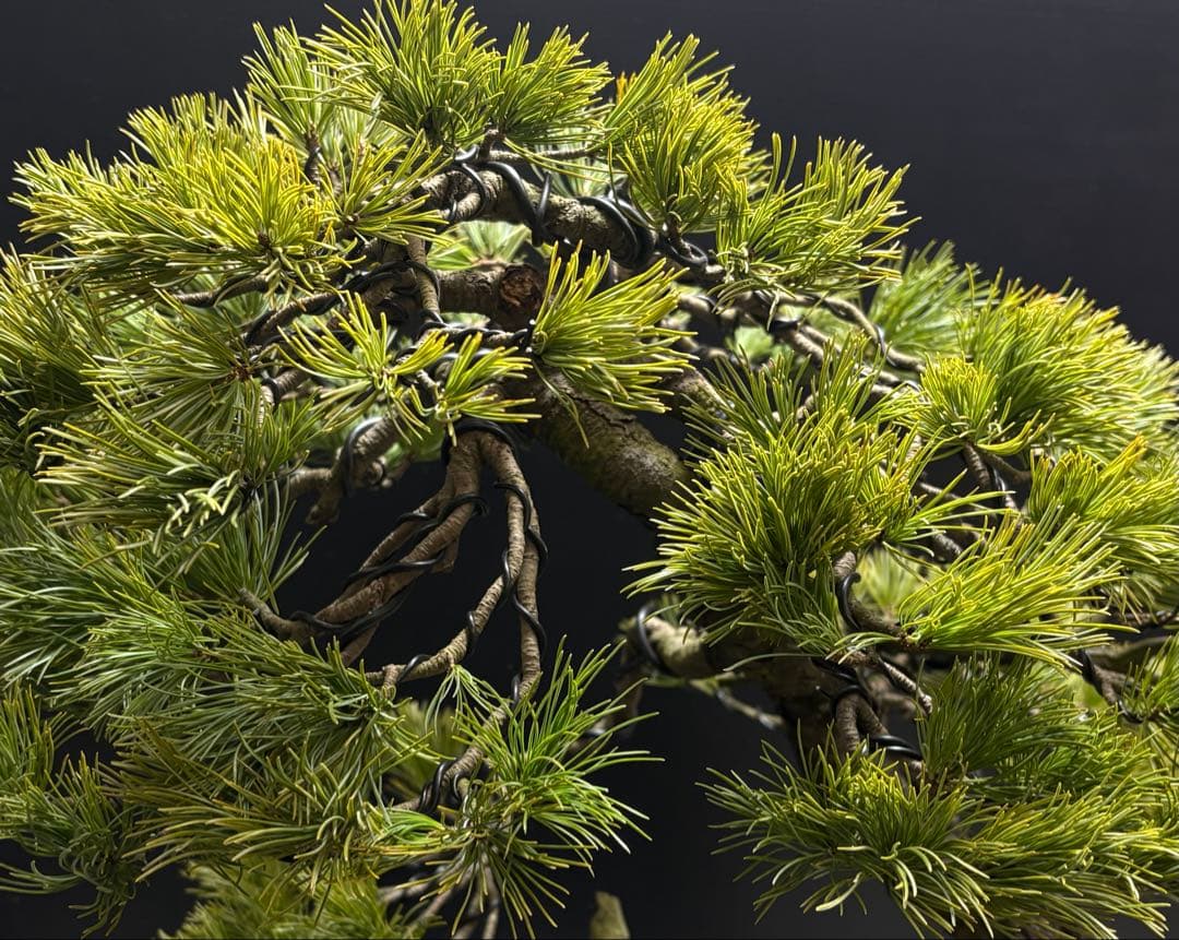 final price‼️ [盆栽]五葉松/山採り//黒松/真柏