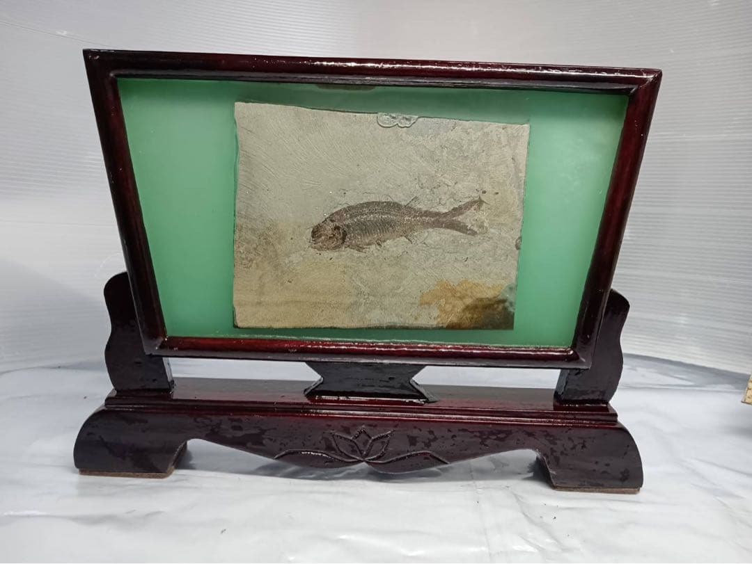 リコプテラ　ジュラ紀 硬骨魚綱 リコプテラ科　中国 遼寧省凌源県　2点　化石