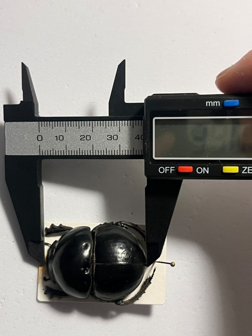 【未展足38mm】ピンポンタマオシコガネ 　スカラベ　フンコロガシ標本