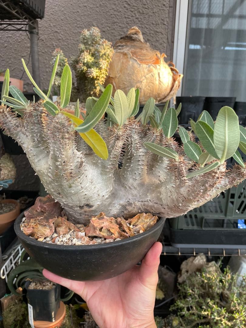 パキポディウムホロンベンセ