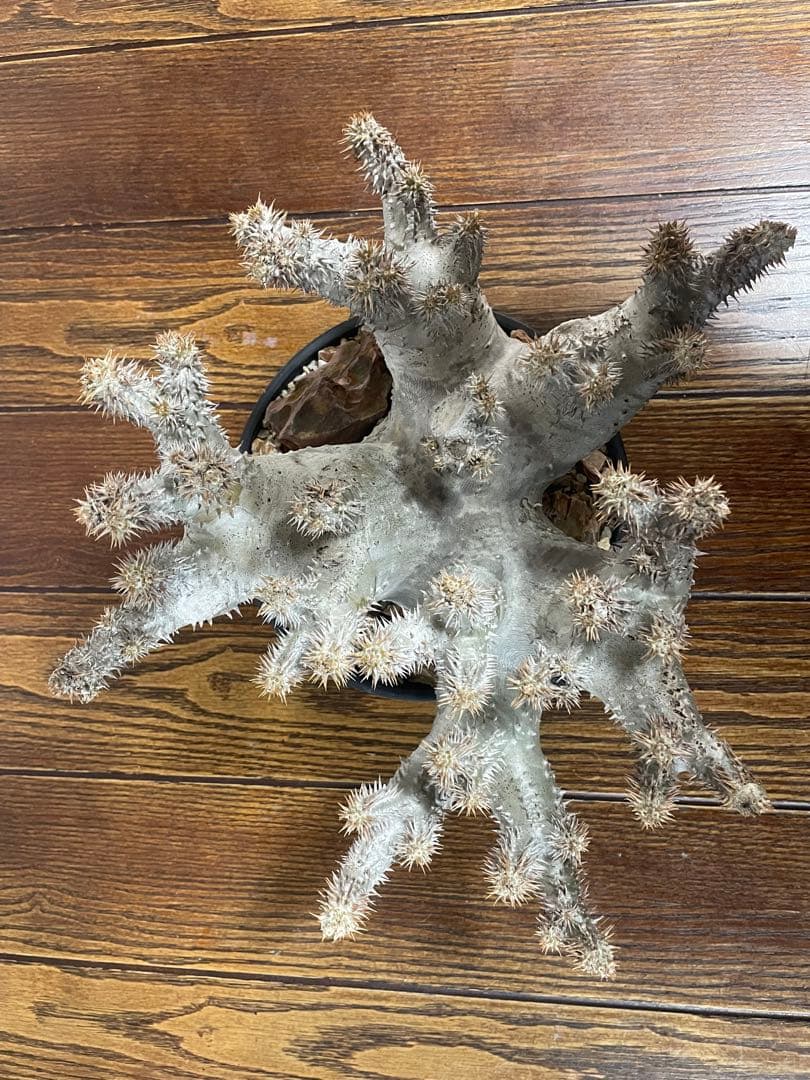 パキポディウムホロンベンセ