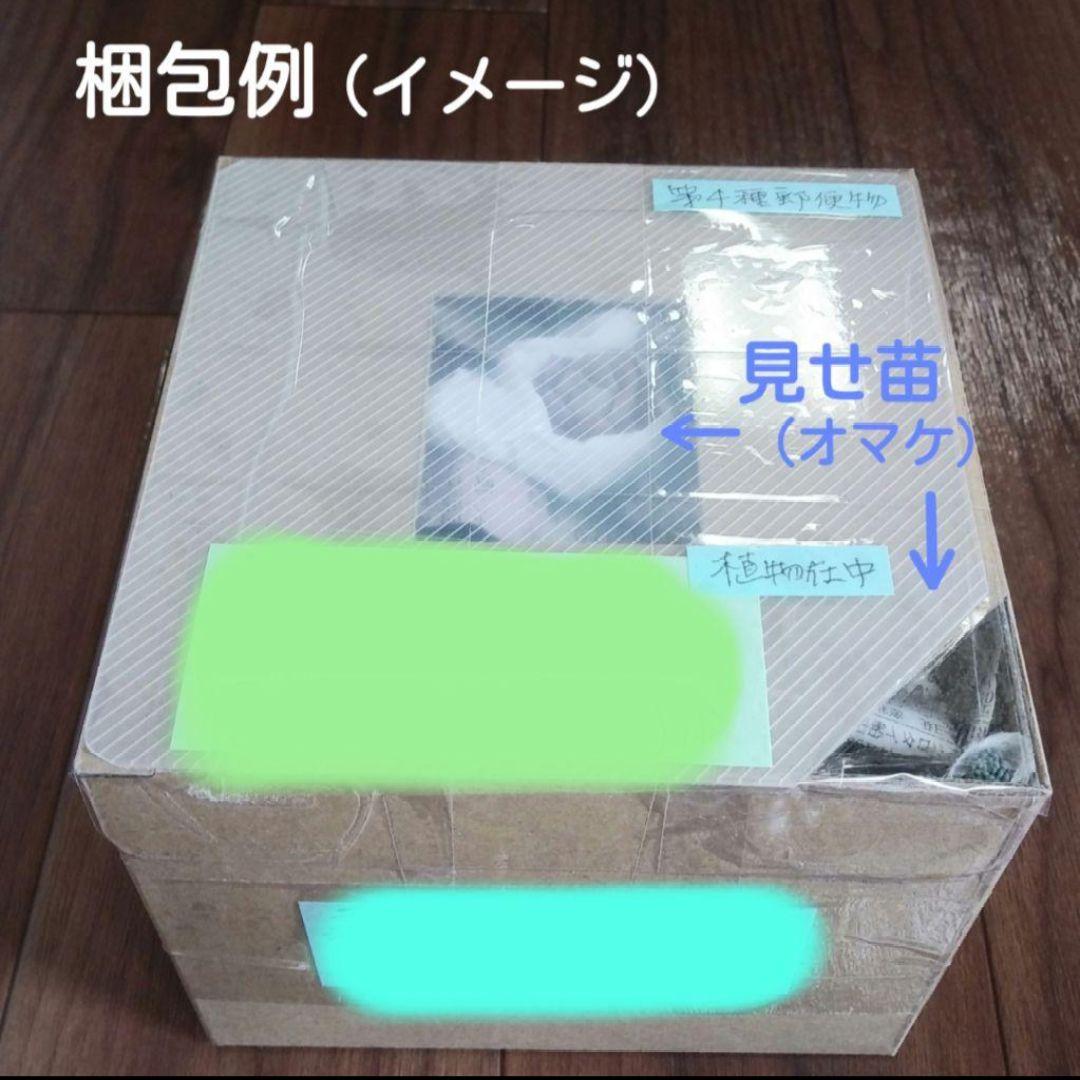 85. 多肉植物 アイスローズ 700円【抜き苗】