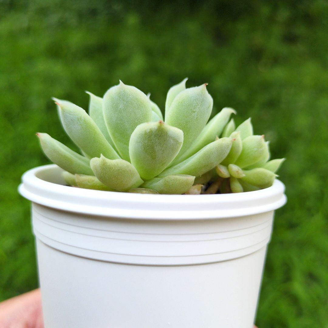 85. 多肉植物 アイスローズ 700円【抜き苗】