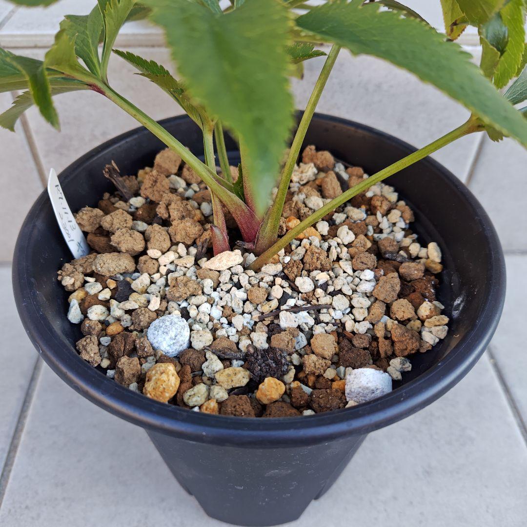 の*ん様 クリスマスローズ 加藤農園 キラメキ☆② 株分け