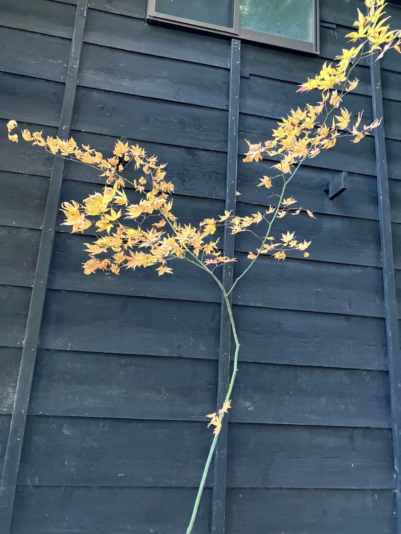 102 山採り　ヤマモミジ