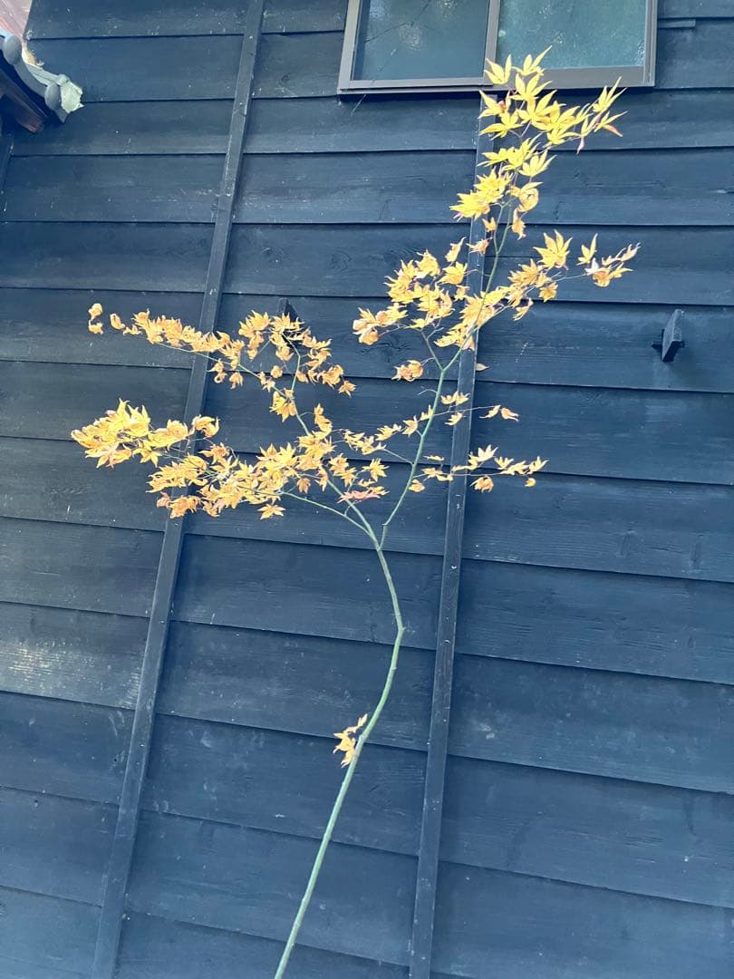 102 山採り　ヤマモミジ