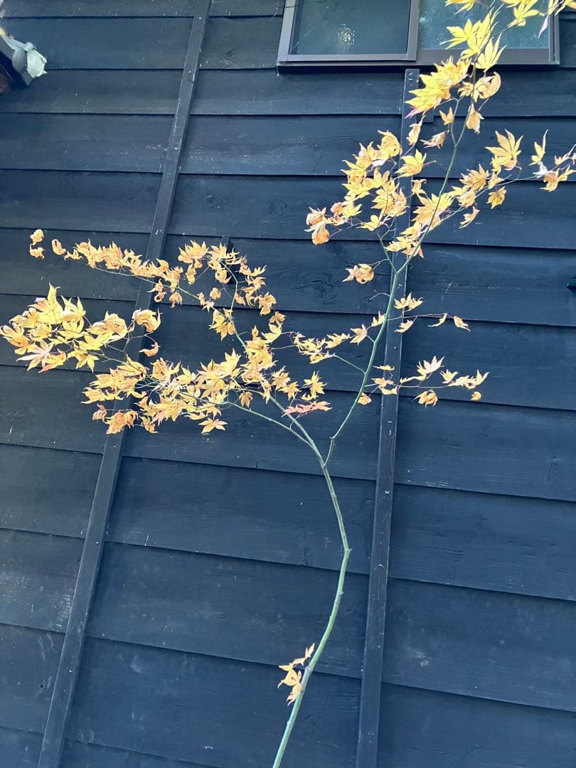 102 山採り　ヤマモミジ