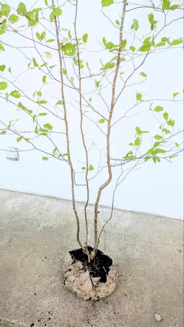 特大の天然株。山採りアズキナシ。