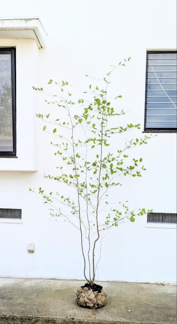 特大の天然株。山採りアズキナシ。