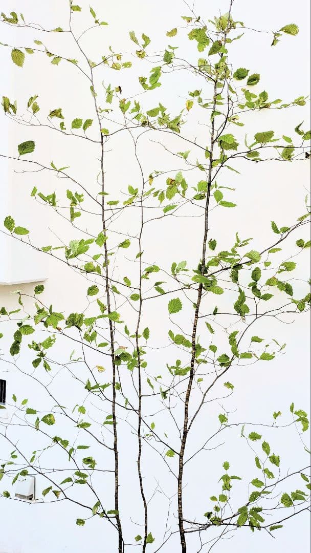 特大の天然株。山採りアズキナシ。