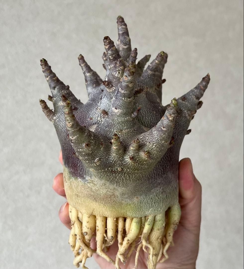 【激レア/ブラックスキン/ドワーフ/極太 】アデニウム ガラメー ④