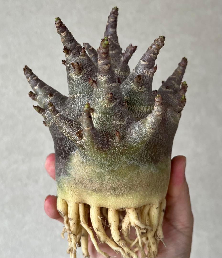 【激レア/ブラックスキン/ドワーフ/極太 】アデニウム ガラメー ④