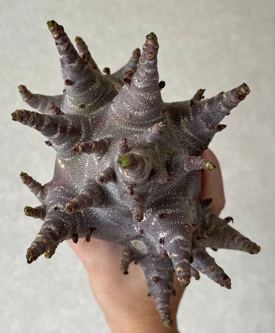 【激レア/ブラックスキン/ドワーフ/極太 】アデニウム ガラメー ④