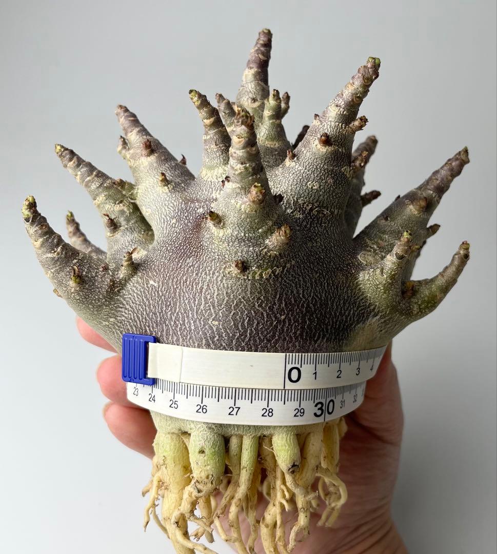 【激レア/ブラックスキン/ドワーフ/極太 】アデニウム ガラメー ④