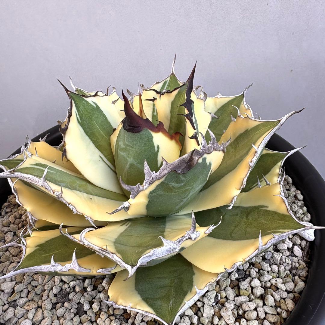 アガベ チタノタ スナグルトゥース　【鉢ごと発送】　良形