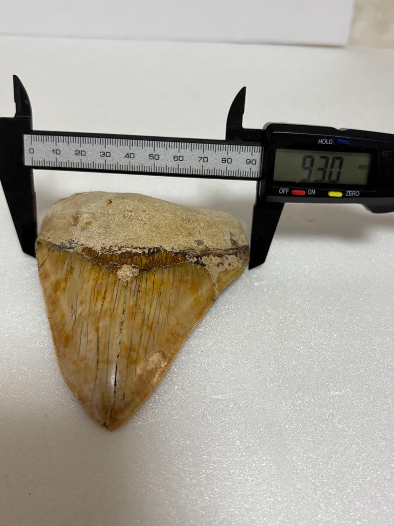 化石 サメの歯メガロドンインネシア約13.2cm 約244g新生代第三紀中新世