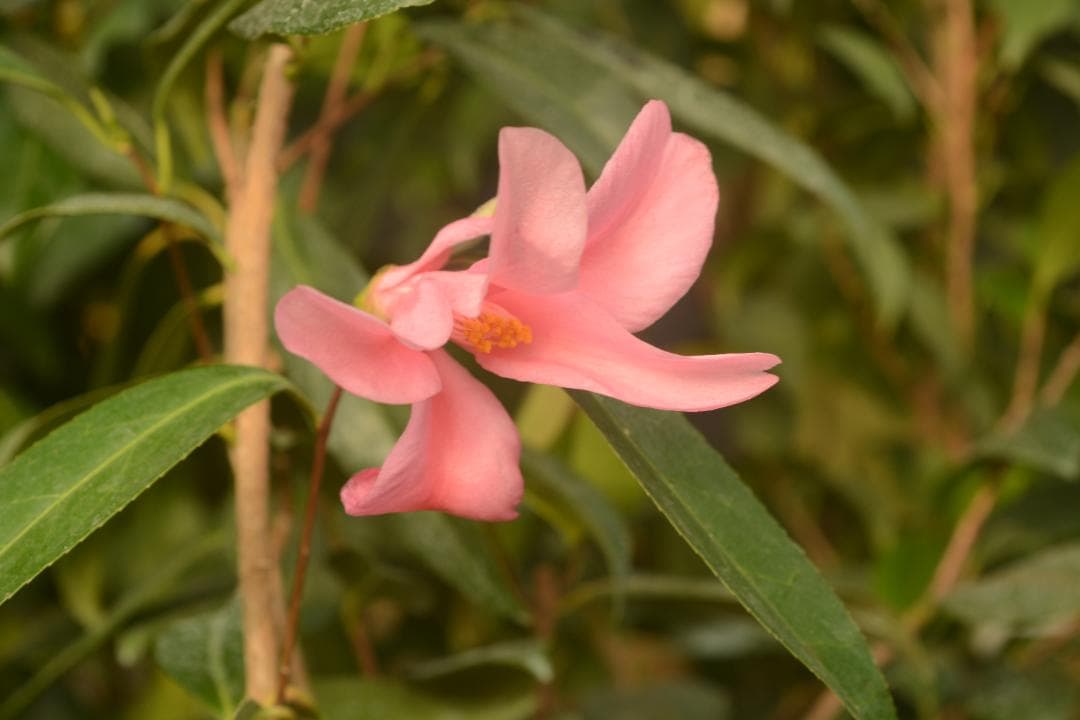 小百合　椿　調整中