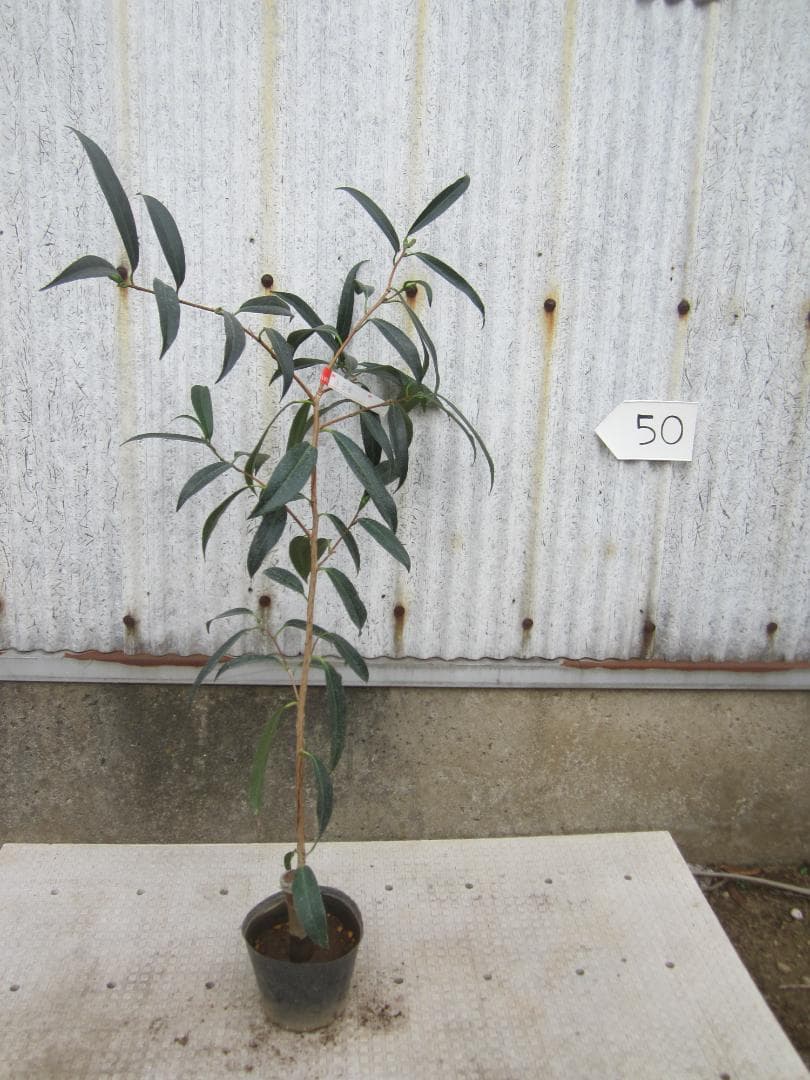 小百合　椿　調整中