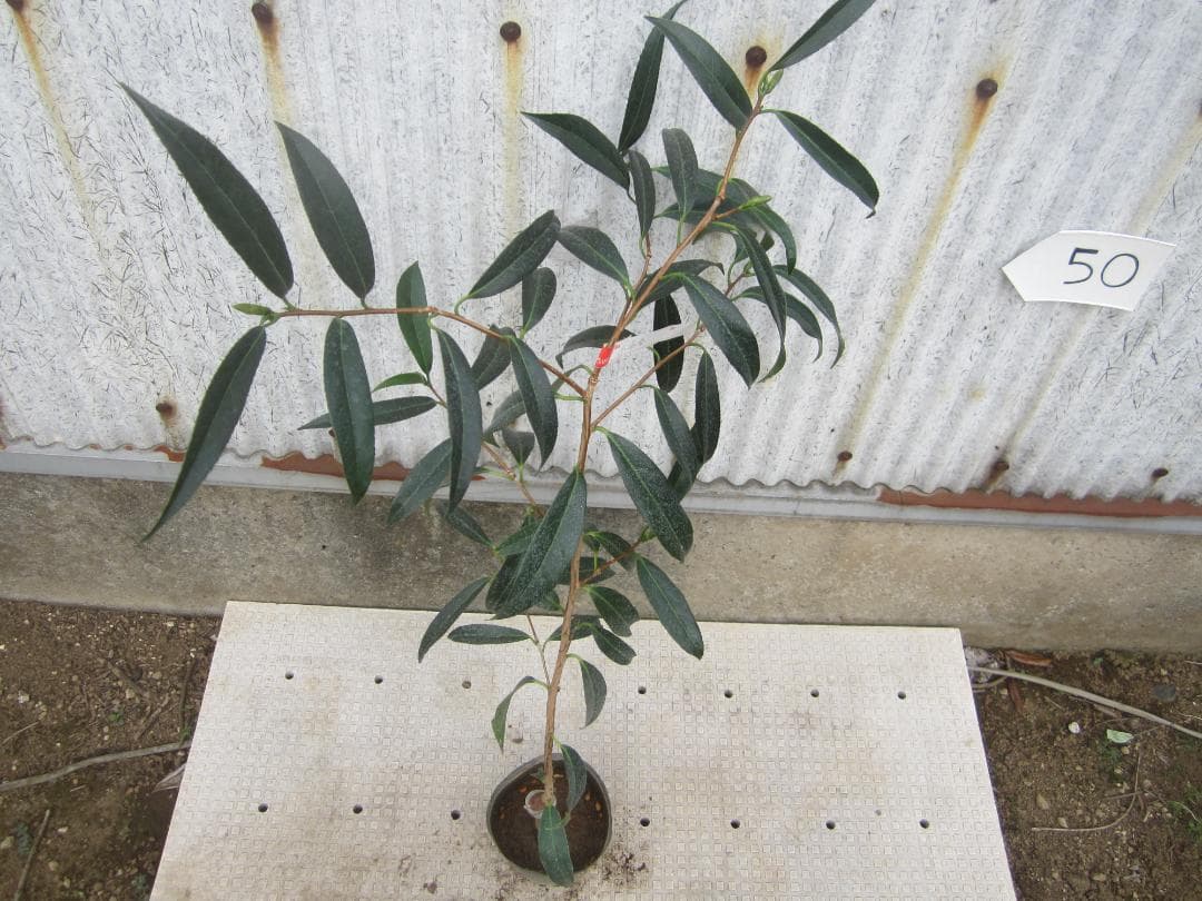 小百合　椿　調整中